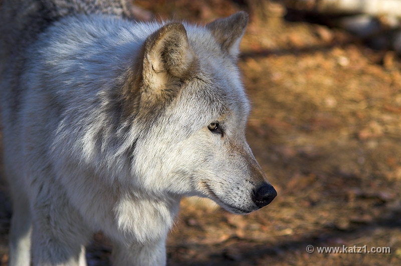Arctic Wolf 064